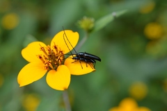 Ischnocnemis caerulescens