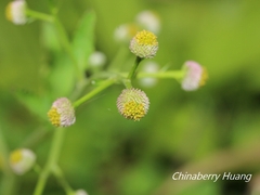Dichrocephala integrifolia