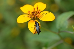 Ischnocnemis caerulescens