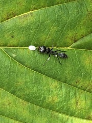 Pseudomyrmex gracilis