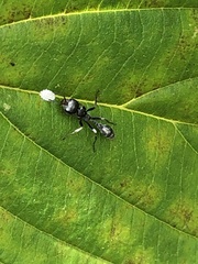 Pseudomyrmex gracilis