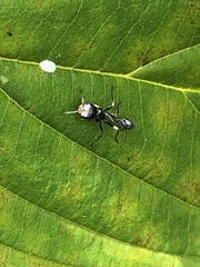 Pseudomyrmex gracilis