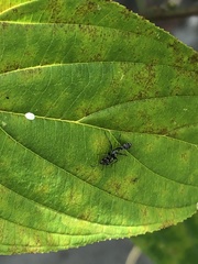 Pseudomyrmex gracilis
