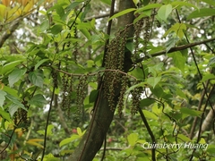 Stachyurus himalaicus