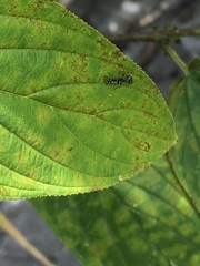 Pseudomyrmex gracilis