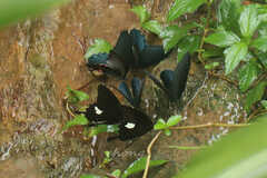 Papilionidae