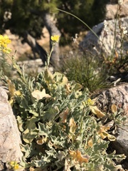 Alyssum montanum