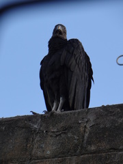 Coragyps atratus