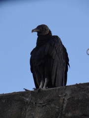 Coragyps atratus
