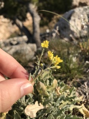 Alyssum montanum