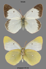 Colias palaeno