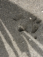 Hydrochoerus hydrochaeris