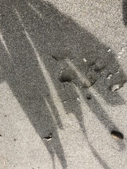 Hydrochoerus hydrochaeris