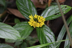 Lysimachia paridiformis stenophylla