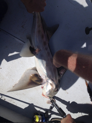 Callorhinchus milii
