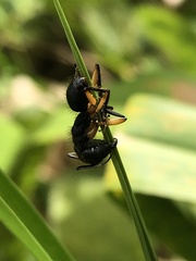 Camponotus renggeri