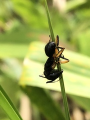 Camponotus renggeri