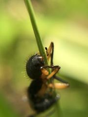 Camponotus renggeri