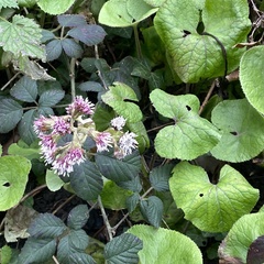 Petasites pyrenaicus
