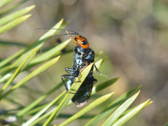 Acantholyda erythrocephala