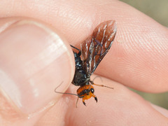 Acantholyda erythrocephala