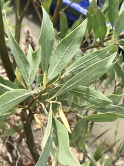 Tessaria integrifolia