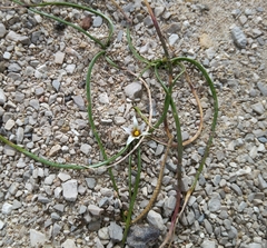 Romulea columnae columnae