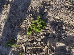 Apodanthera undulata