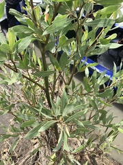 Tessaria integrifolia