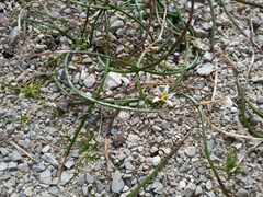 Romulea columnae columnae