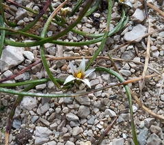 Romulea columnae columnae