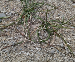 Romulea columnae columnae