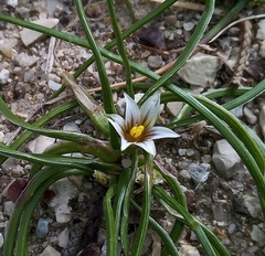 Romulea columnae columnae