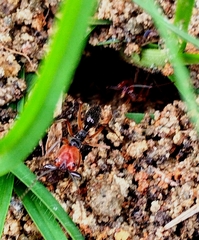 Odontomachus erythrocephalus