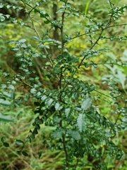 Zanthoxylum capense