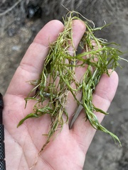 Najas guadalupensis