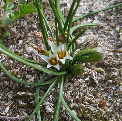 Romulea columnae columnae