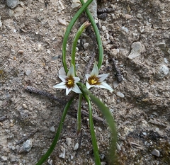 Romulea columnae columnae