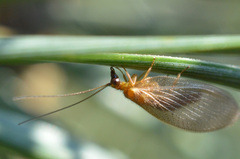 Hemerobius nitidulus