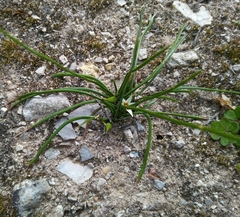Romulea columnae columnae