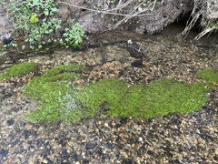 Najas guadalupensis