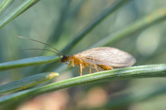 Hemerobius nitidulus
