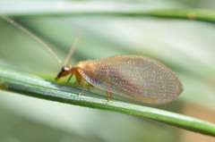 Hemerobius nitidulus