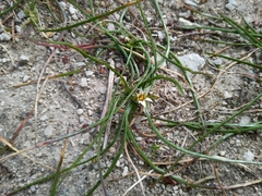 Romulea columnae columnae