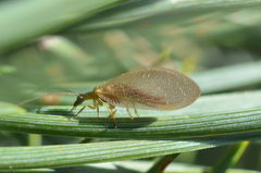 Hemerobius nitidulus