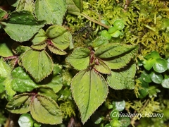 Sarcopyramis napalensis delicata