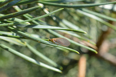 Hemerobius nitidulus