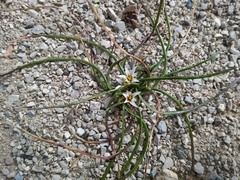 Romulea columnae columnae