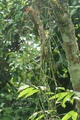 Cleisostoma filiforme