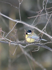 Parus major
